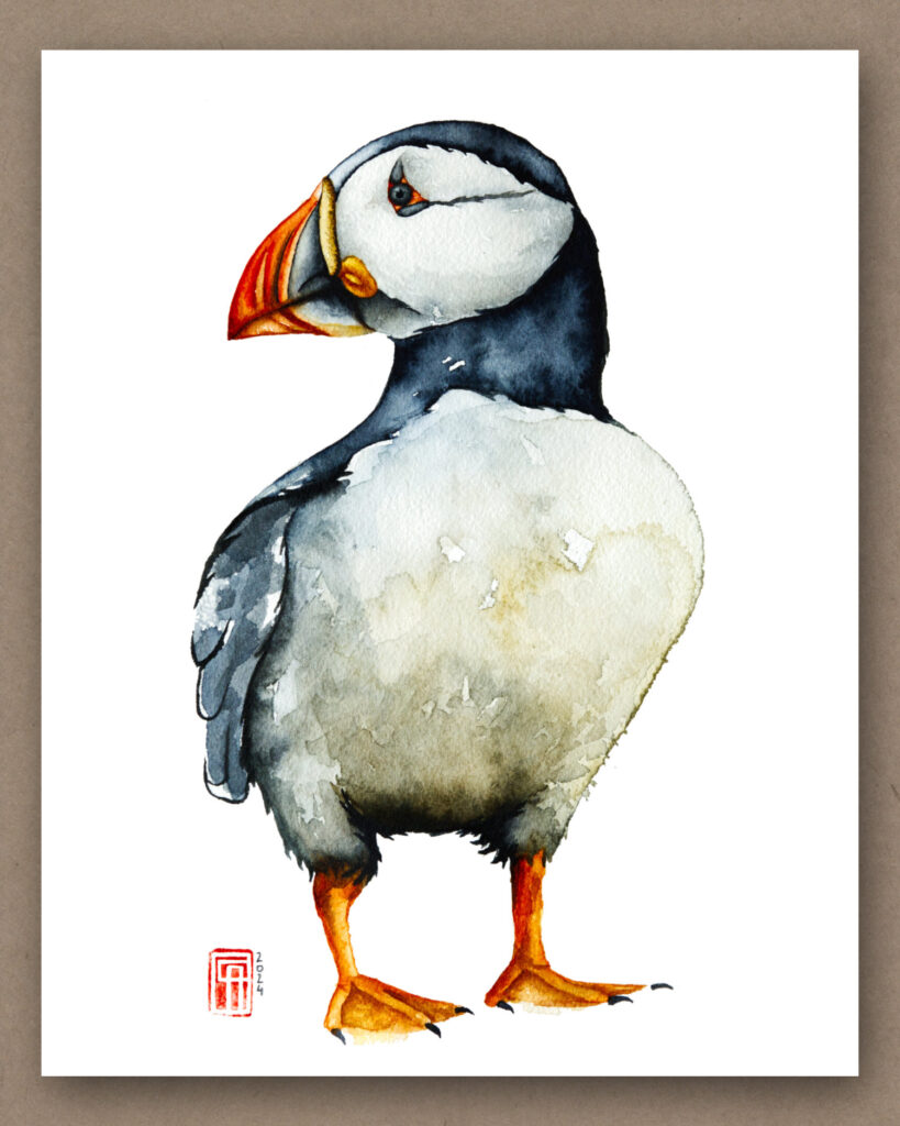 Aquarell eines Papageientauchers / Puffin