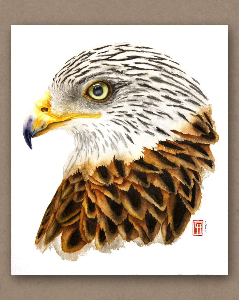 Aquarell eines Rotmilan