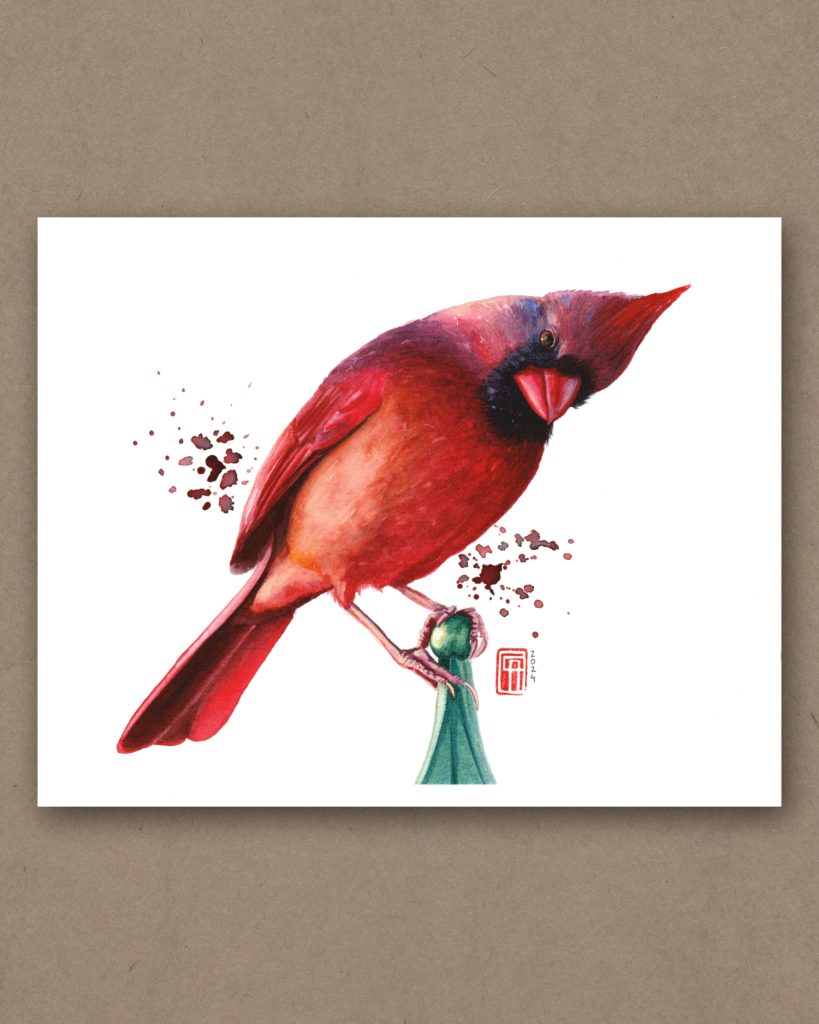 Aquarell eines Rotkardinals
