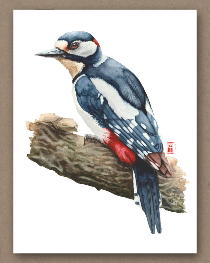 Aquarell eines Buntspecht
