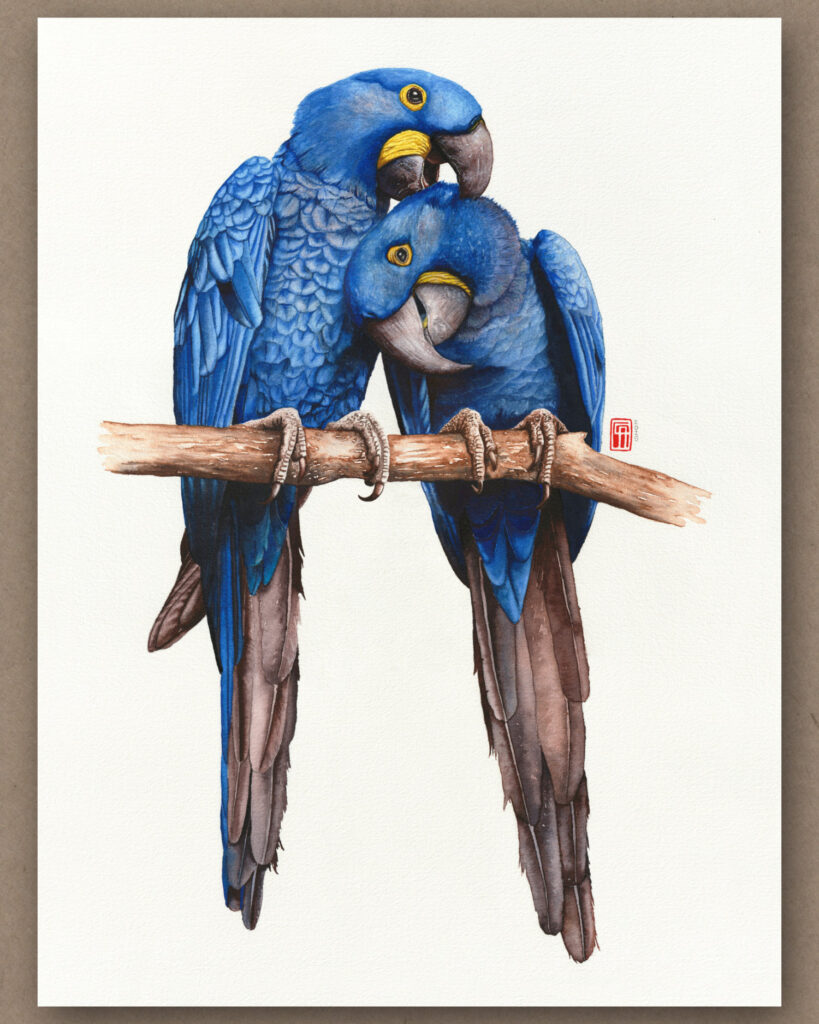 Aquarell zweier Hyazinth Aras (Blauara), die auf einem Ast zusammen kuscheln