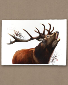 Handgemaltes Aquarell eines röhrenden Rothirsches (Cervus elaphus) in der Brunftzeit, mit erhobenem Kopf und gespannter Brust in warmer Naturton-Palette vor angedeutetem Hintergrund – Symbol für Wildnis, Stärke und Revierverhalten.