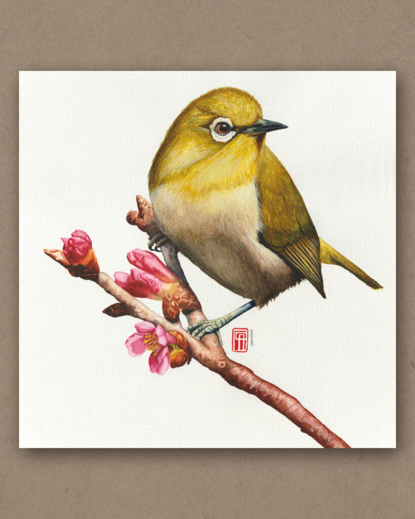 Aquarell eines Ganges-Brillenvogel, der auf einem Ast mit Kirschblüten sitzt
