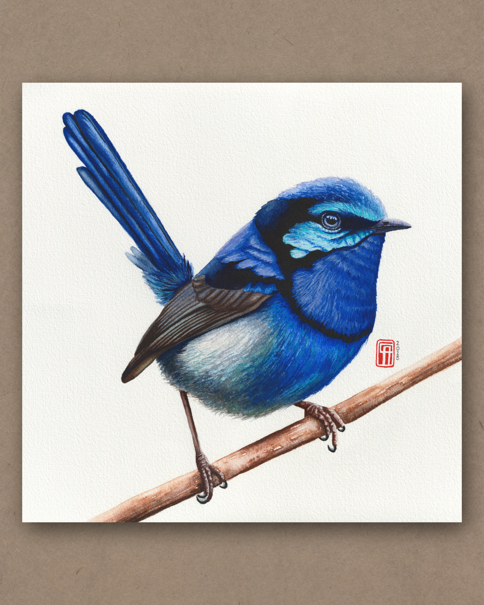 Handgemaltes Aquarell eines Prachtstaffelschwanz (superb fairy wren)