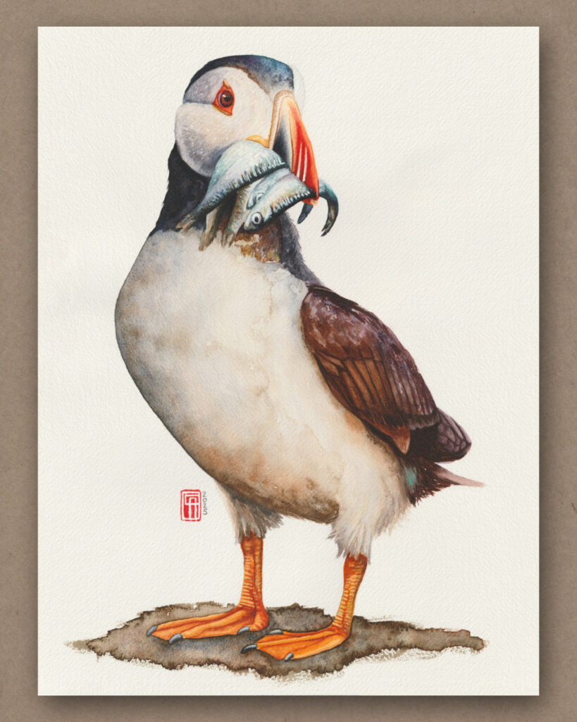 Aquarell eines Papageitaucher mit Fischen im Schnabel