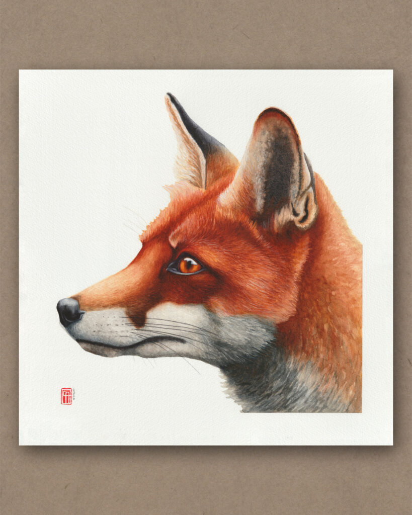 Aquarell eines Rotfuchs