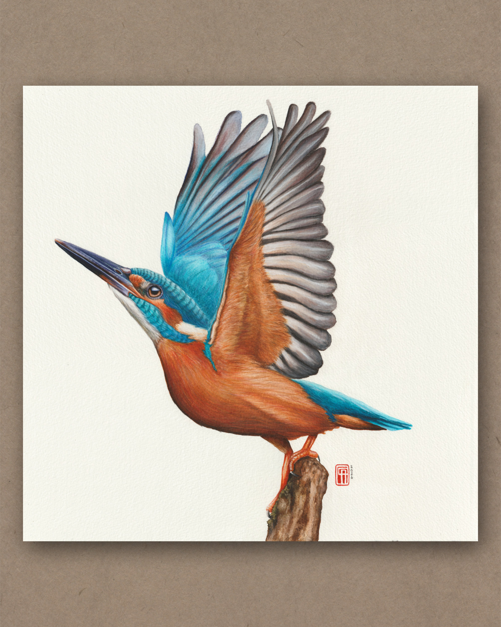 Aquarellgemälde eines europäischen Eisvogel, der mit ausgebreiteten Flügeln zum Flug ansetzt.