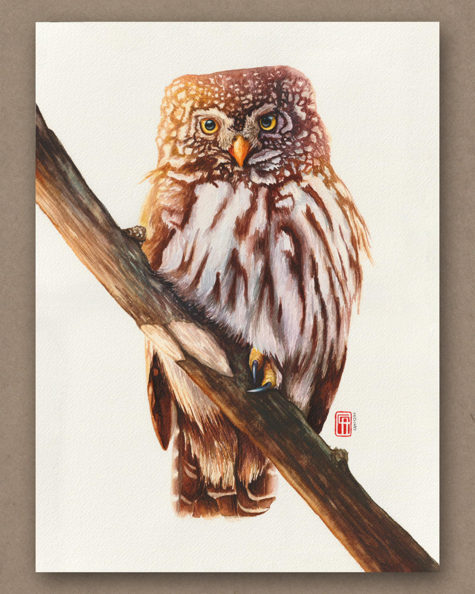 Aquarellgemälde eines Sperlingskauz