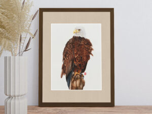 Gerahmtes Aquarellgemälde eines Weißkopfseeadler (Haliaeetus leucocephalus)